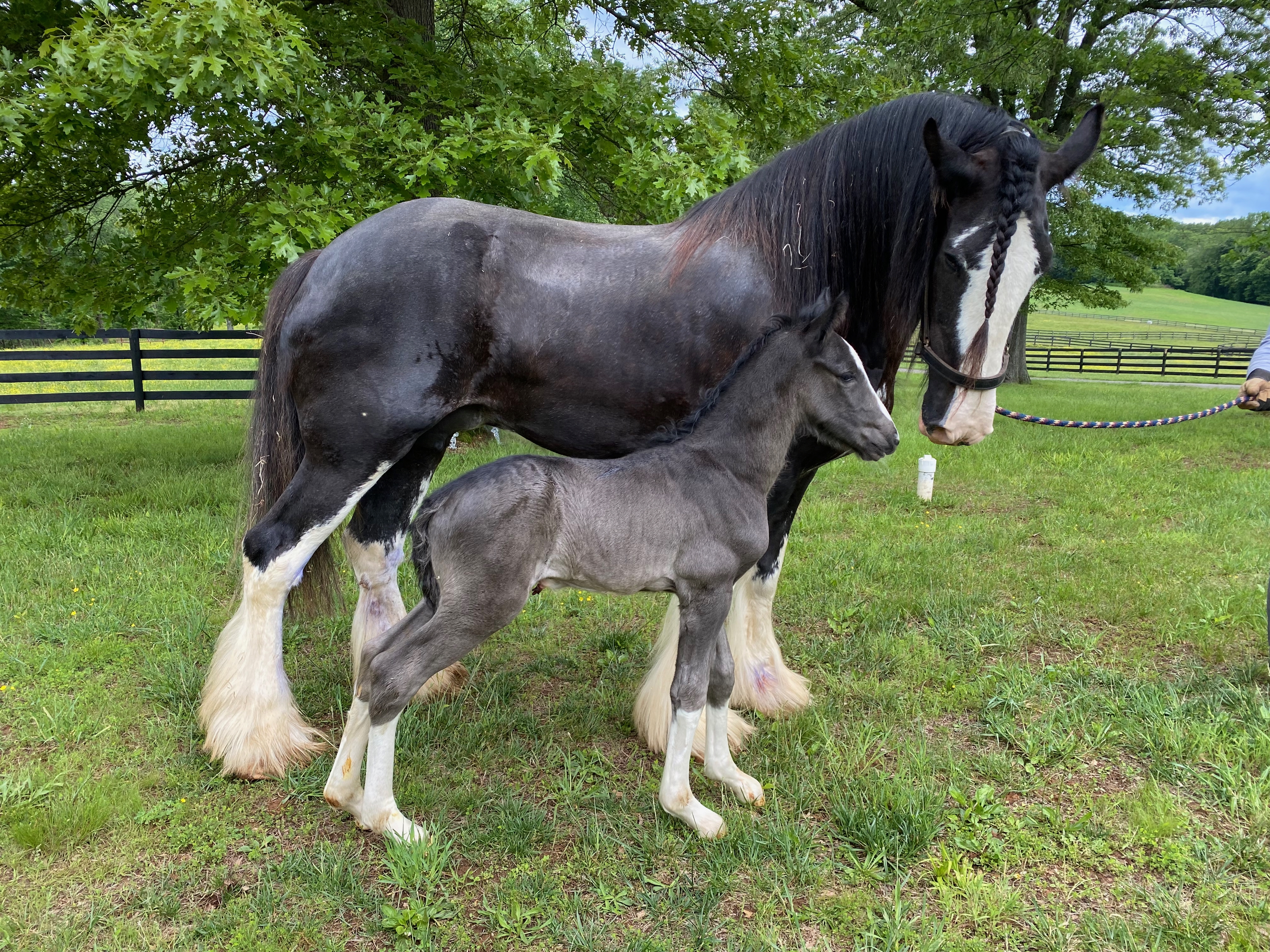 Ulysses and Betty facing right